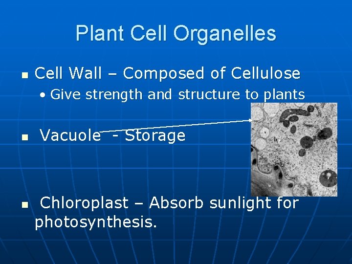 Plant Cell Organelles n Cell Wall – Composed of Cellulose • Give strength and