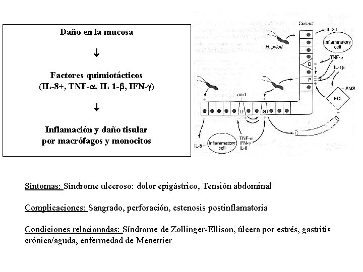 Daño en la mucosa Factores quimiotácticos (IL-8+, TNF- , IL 1 - , IFN-