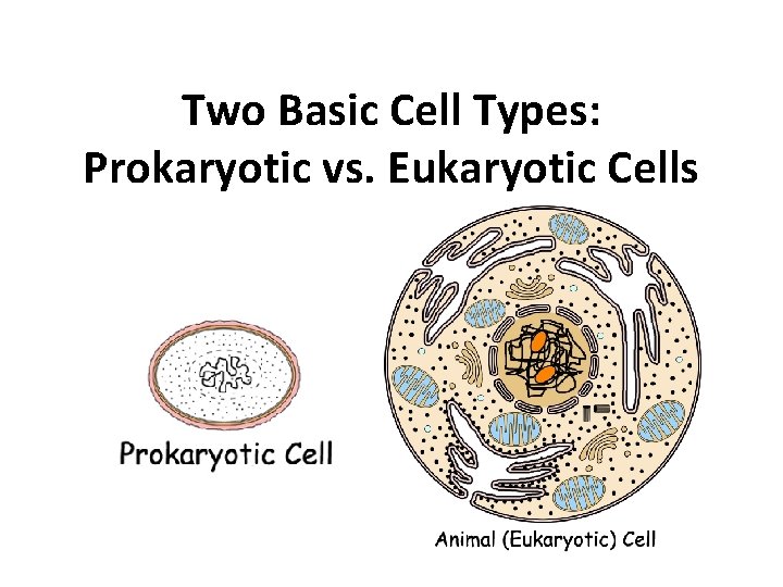 Two Basic Cell Types: Prokaryotic vs. Eukaryotic Cells 