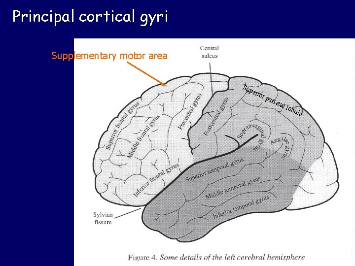 Principal cortical gyri Supplementary motor area Sup erio r pa riet al l obu