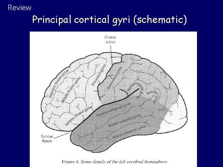 Review Principal cortical gyri (schematic) 