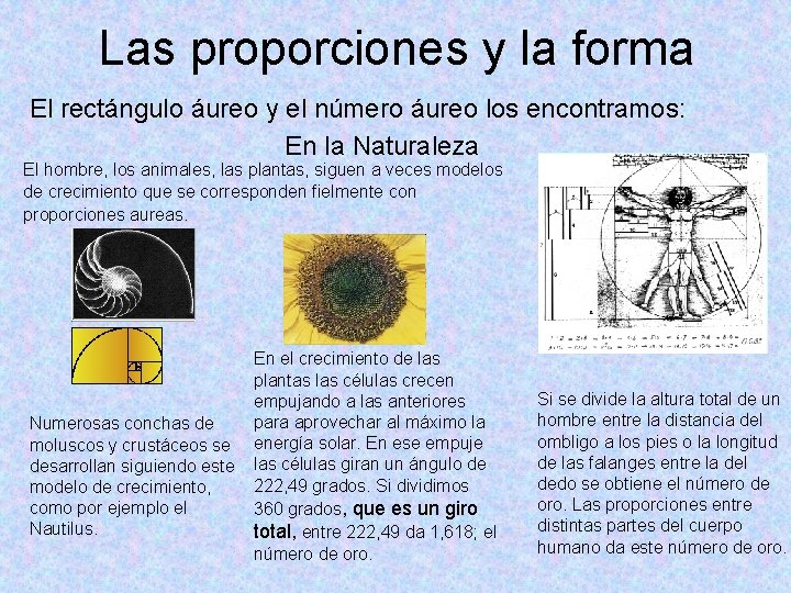 Las proporciones y la forma El rectángulo áureo y el número áureo los encontramos: