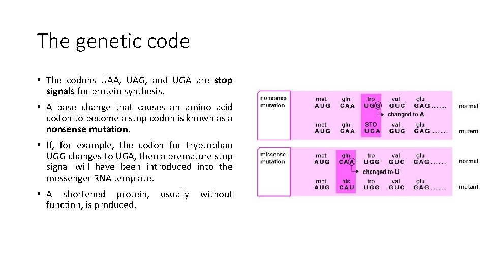 Stop Code Uaa Deoxyribonucleic acids DNA Introduction Our genes are made