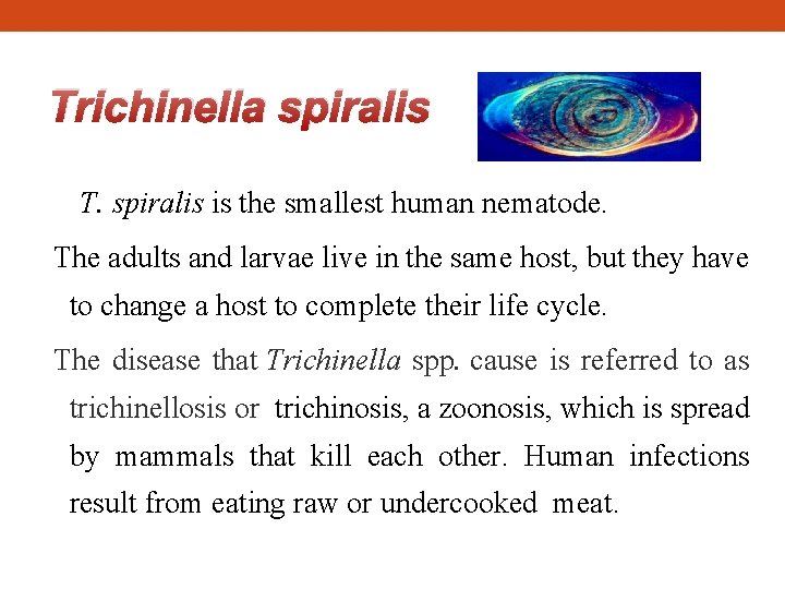 Trichinella spiralis T. spiralis is the smallest human nematode. The adults and larvae live