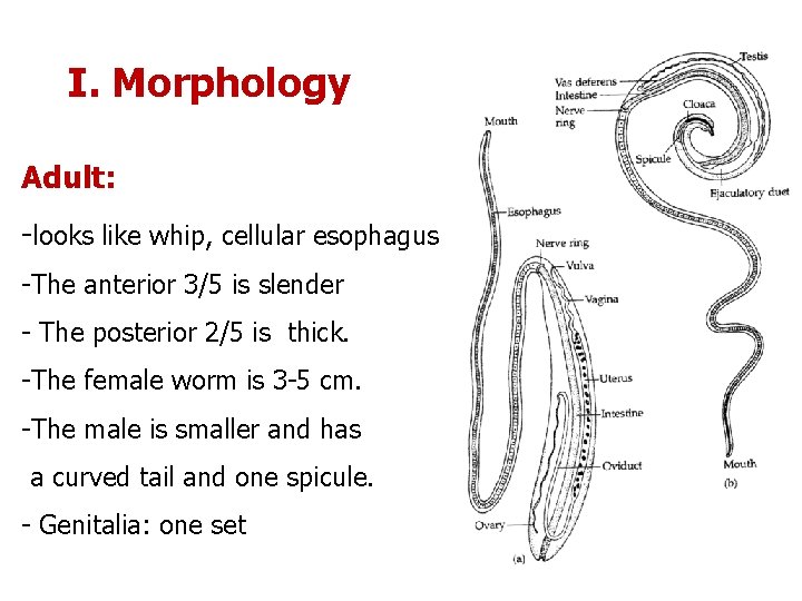 I. Morphology Adult: -looks like whip, cellular esophagus -The anterior 3/5 is slender -