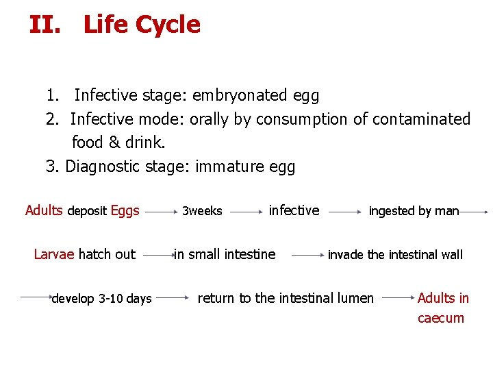 II. Life Cycle 1. Infective stage: embryonated egg 2. Infective mode: orally by consumption