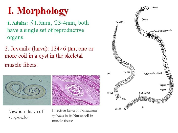 I. Morphology ♂1. 5 mm, ♀3 -4 mm, both have a single set of