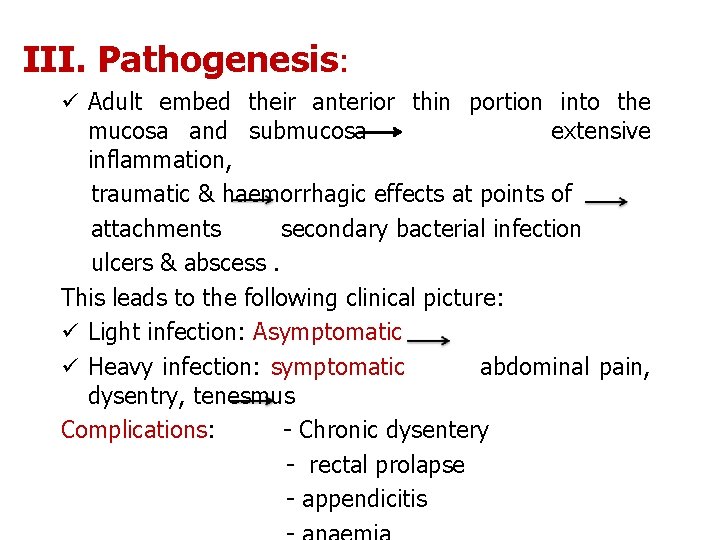 III. Pathogenesis: ü Adult embed their anterior thin portion into the mucosa and submucosa