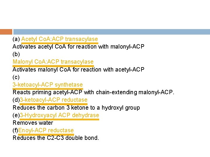 (a) Acetyl Co. A: ACP transacylase Activates acetyl Co. A for reaction with malonyl-ACP