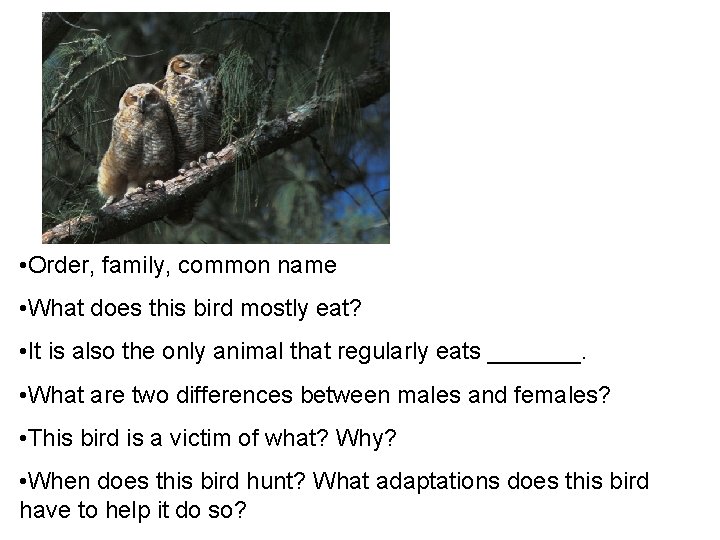  • Order, family, common name • What does this bird mostly eat? •