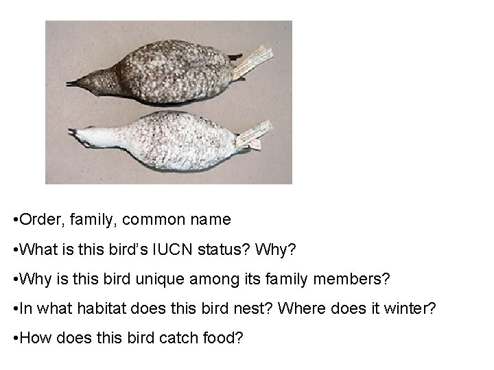  • Order, family, common name • What is this bird’s IUCN status? Why?