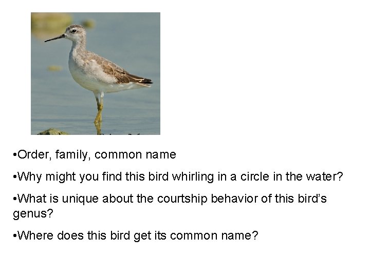  • Order, family, common name • Why might you find this bird whirling