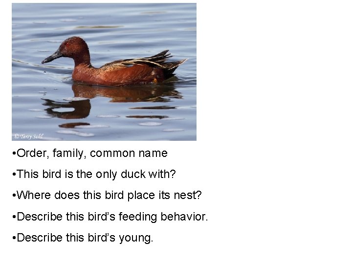  • Order, family, common name • This bird is the only duck with?