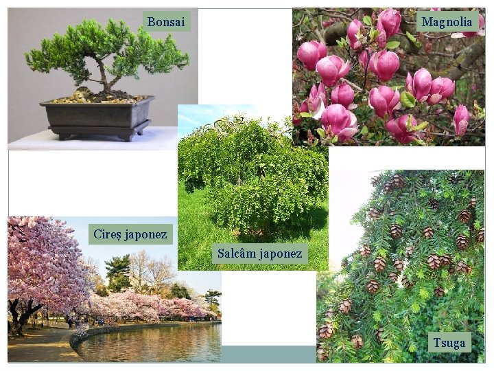 Bonsai Magnolia Cireș japonez Salcâm japonez Tsuga 