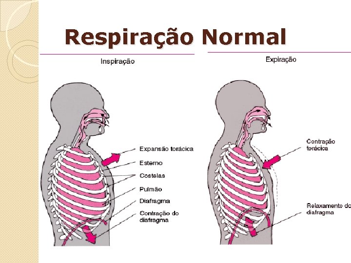 Respiração Normal 