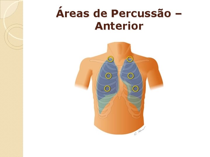 Áreas de Percussão – Anterior 