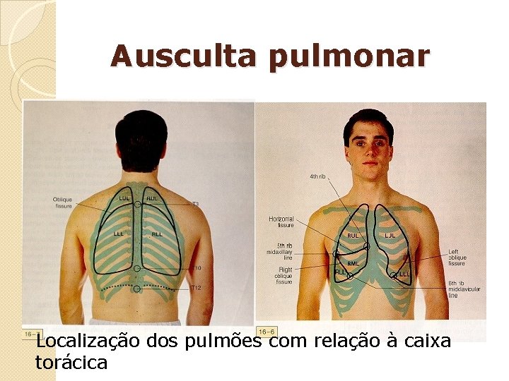 Ausculta pulmonar Localização dos pulmões com relação à caixa torácica 