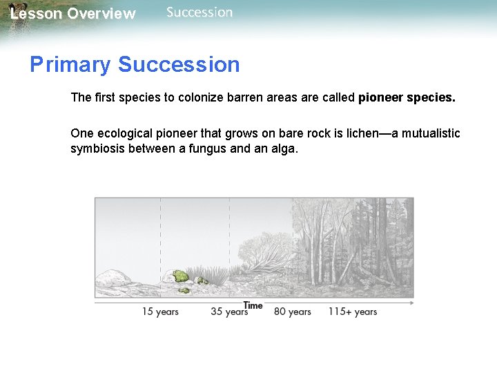 Lesson Overview Succession Primary Succession The first species to colonize barren areas are called