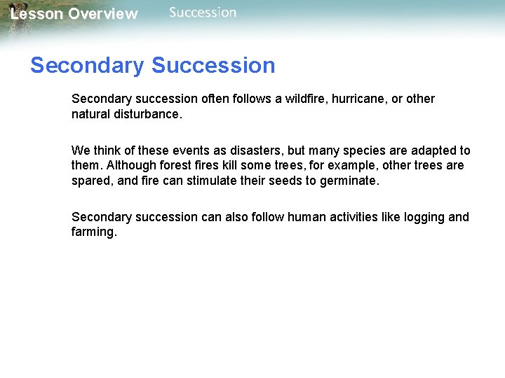 Lesson Overview Succession Secondary succession often follows a wildfire, hurricane, or other natural disturbance.