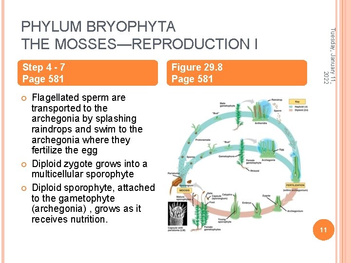 Step 4 - 7 Page 581 Figure 29. 8 Page 581 Tuesday, January 11,