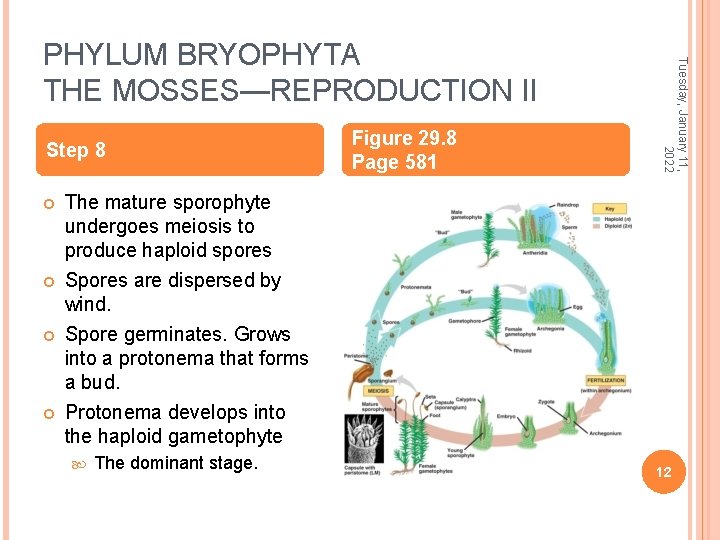 Step 8 Figure 29. 8 Page 581 Tuesday, January 11, 2022 PHYLUM BRYOPHYTA THE