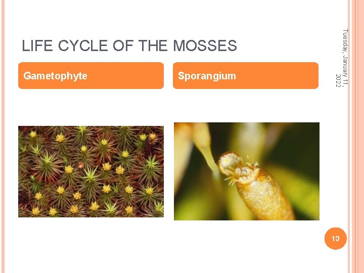 Gametophyte Sporangium Tuesday, January 11, 2022 LIFE CYCLE OF THE MOSSES 13 
