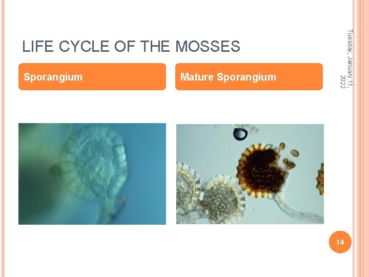 Sporangium Mature Sporangium Tuesday, January 11, 2022 LIFE CYCLE OF THE MOSSES 14 