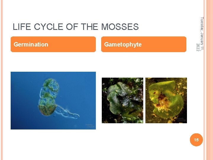 Germination Gametophyte Tuesday, January 11, 2022 LIFE CYCLE OF THE MOSSES 15 