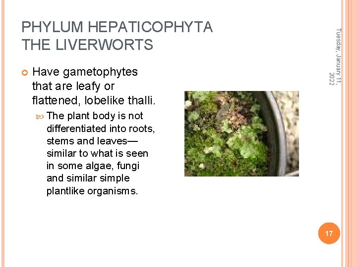  Have gametophytes that are leafy or flattened, lobelike thalli. Tuesday, January 11, 2022