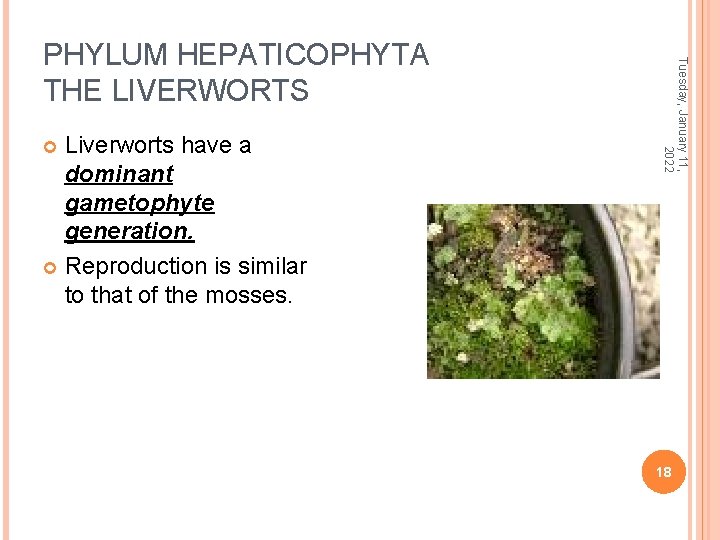 Liverworts have a dominant gametophyte generation. Reproduction is similar to that of the mosses.