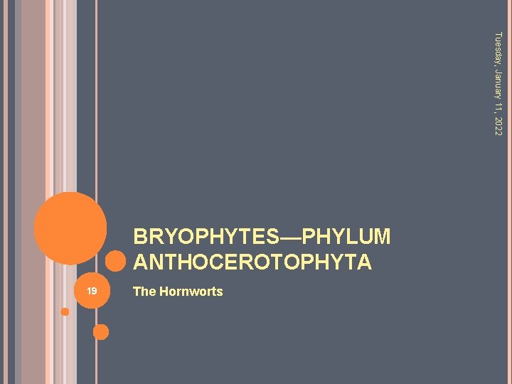 Tuesday, January 11, 2022 BRYOPHYTES—PHYLUM ANTHOCEROTOPHYTA 19 The Hornworts 