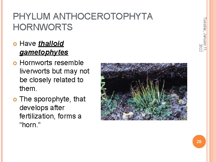 Have thalloid gametophytes Hornworts resemble liverworts but may not be closely related to them.