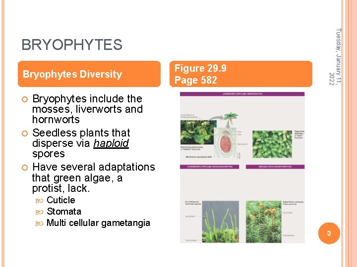 Bryophytes Diversity Figure 29. 9 Page 582 Tuesday, January 11, 2022 BRYOPHYTES Bryophytes include