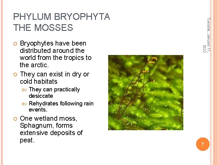  Bryophytes have been distributed around the world from the tropics to the arctic.