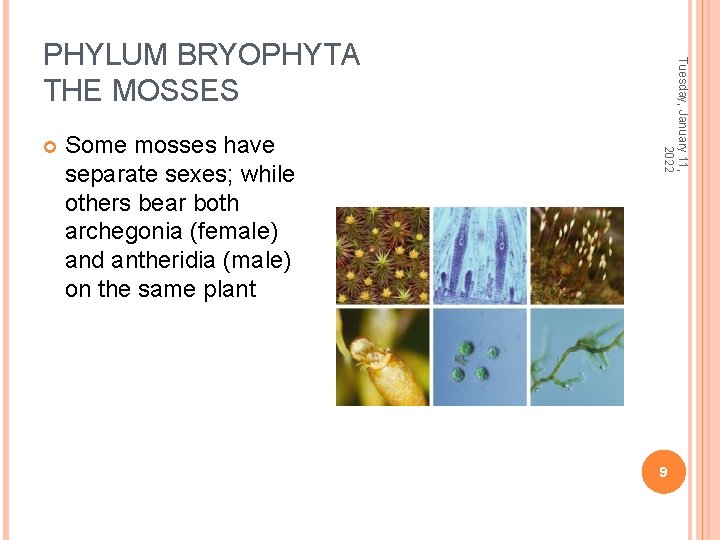  Some mosses have separate sexes; while others bear both archegonia (female) and antheridia