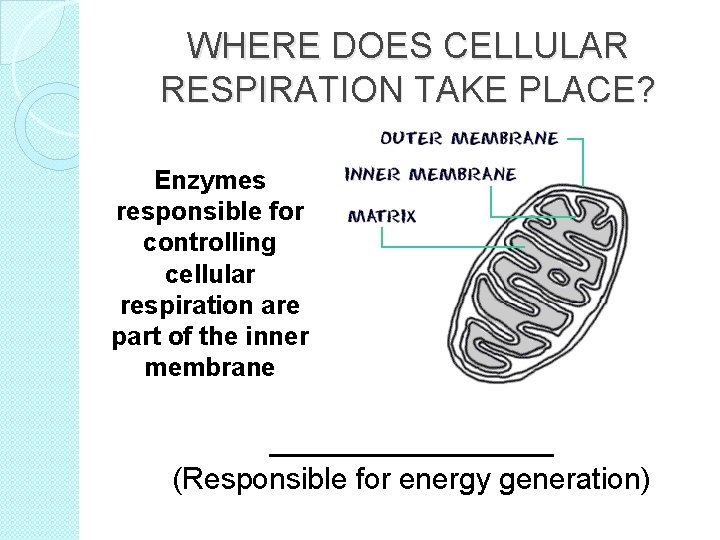 WHERE DOES CELLULAR RESPIRATION TAKE PLACE? Enzymes responsible for controlling cellular respiration are part