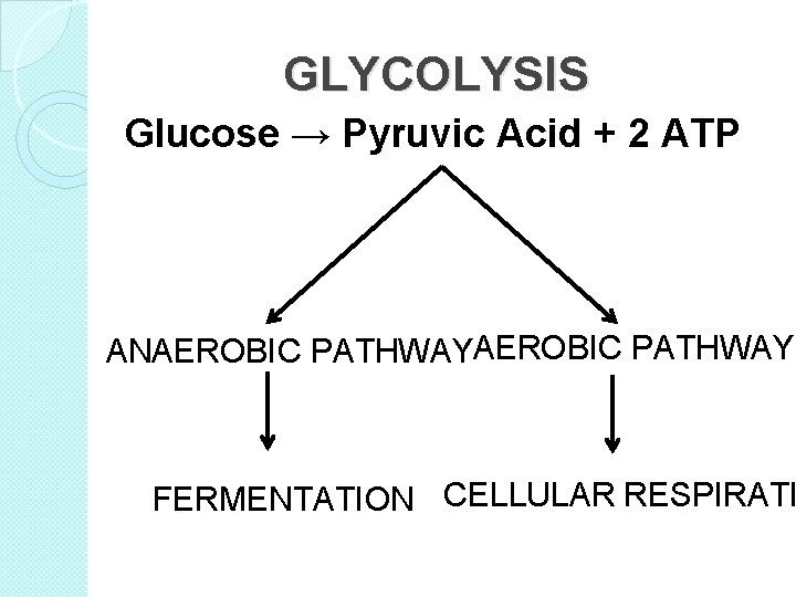 GLYCOLYSIS Glucose → Pyruvic Acid + 2 ATP ANAEROBIC PATHWAY FERMENTATION CELLULAR RESPIRATI 