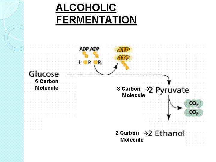 ALCOHOLIC FERMENTATION 6 Carbon Molecule 3 Carbon → Molecule 2 Carbon → Molecule 