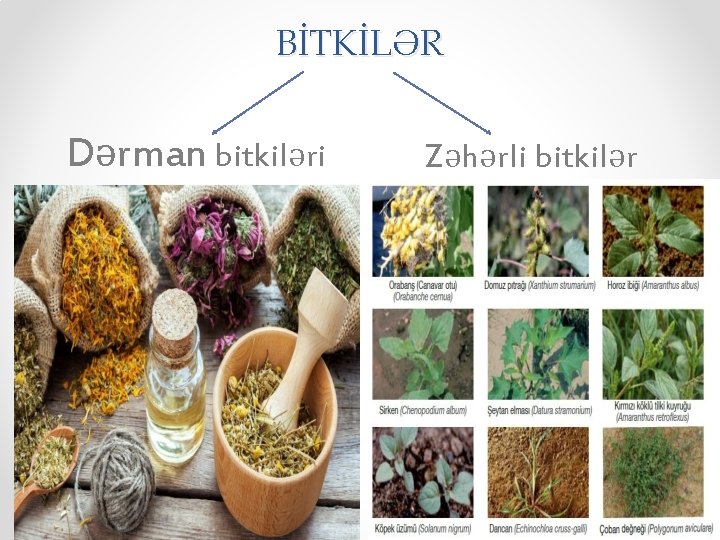 BİTKİLƏR Dərman bitkiləri Zəhərli bitkilər 