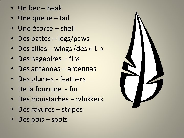  • • • Un bec – beak Une queue – tail Une écorce