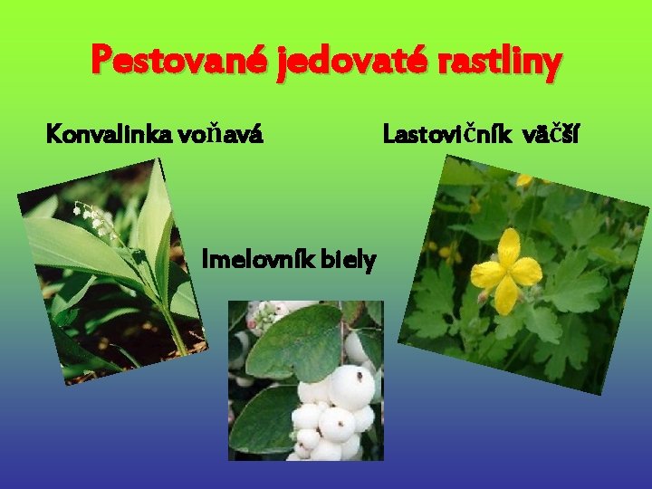 Pestované jedovaté rastliny Konvalinka voňavá Imelovník biely Lastovičník väčší 