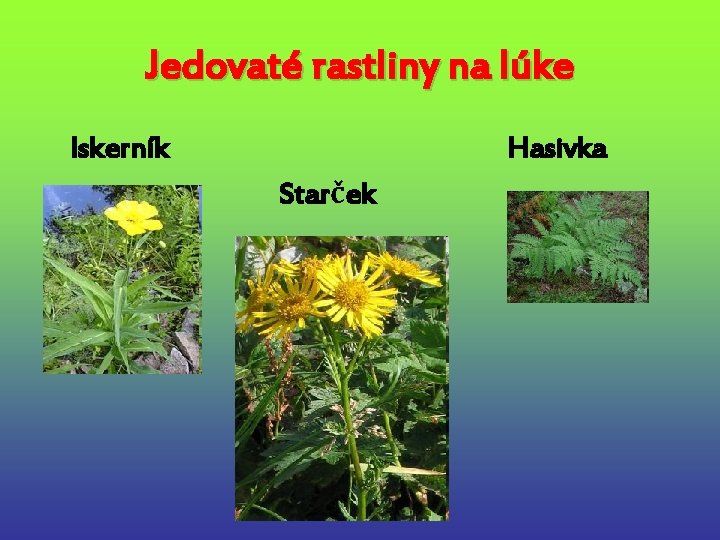 Jedovaté rastliny na lúke Iskerník Hasivka Starček 