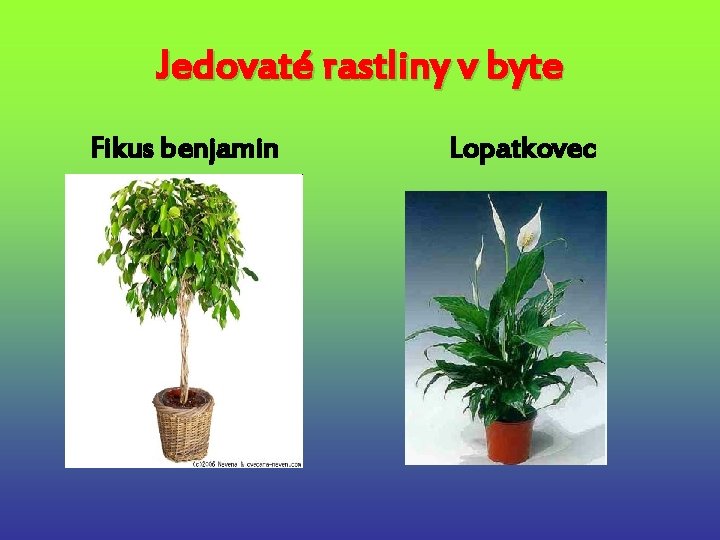 Jedovaté rastliny v byte Fikus benjamin Lopatkovec 