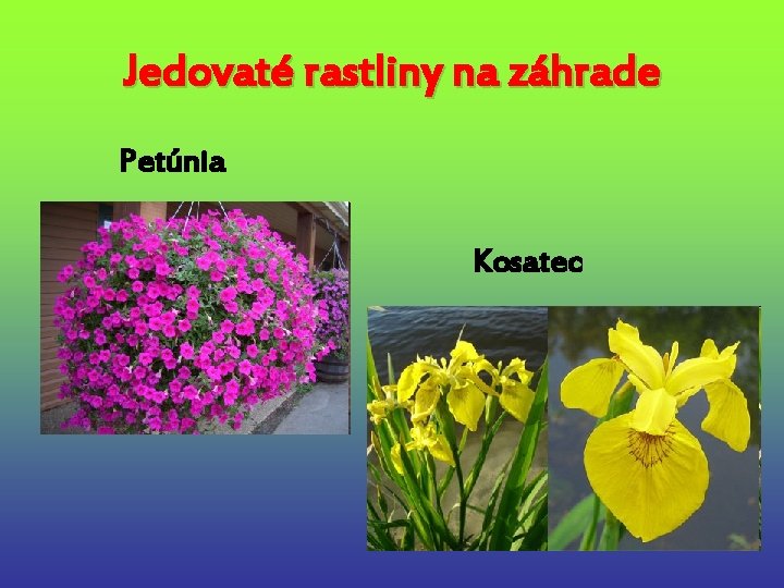 Jedovaté rastliny na záhrade Petúnia Kosatec 