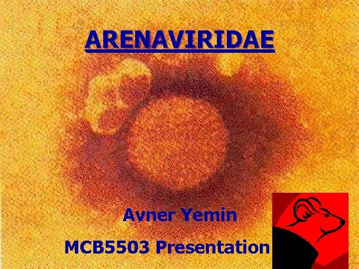 ARENAVIRIDAE Avner Yemin MCB 5503 Presentation 