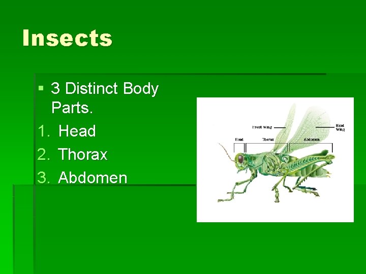 Insects § 3 Distinct Body Parts. 1. Head 2. Thorax 3. Abdomen Insects § 3 Distinct Body Parts. 1. Head 2. Thorax 3. Abdomen