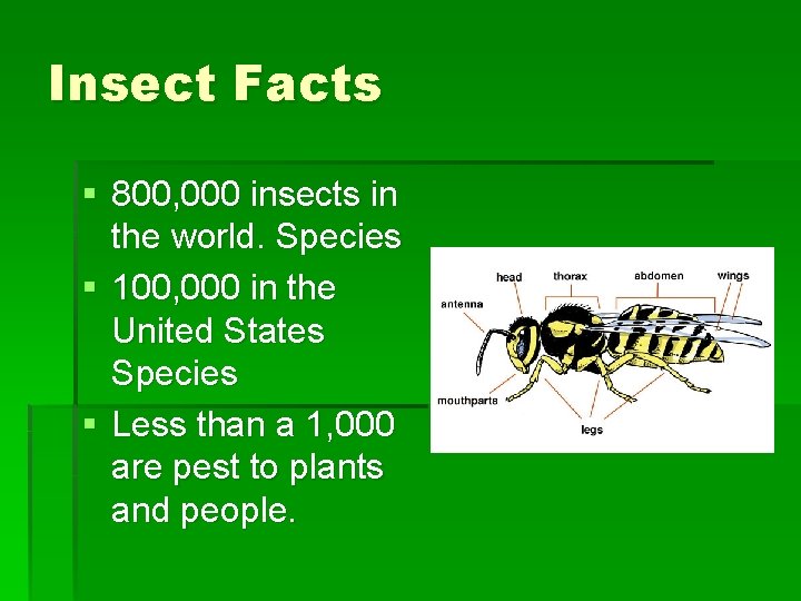Insect Facts § 800, 000 insects in the world. Species § 100, 000 in Insect Facts § 800, 000 insects in the world. Species § 100, 000 in