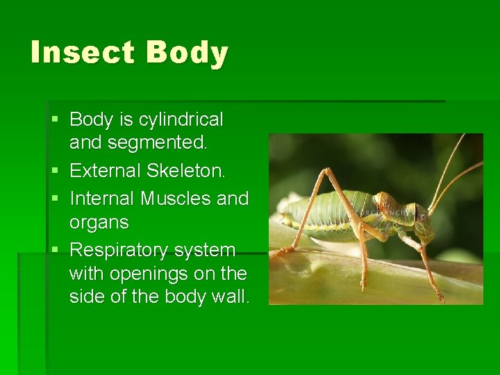 Insect Body § Body is cylindrical and segmented. § External Skeleton. § Internal Muscles Insect Body § Body is cylindrical and segmented. § External Skeleton. § Internal Muscles