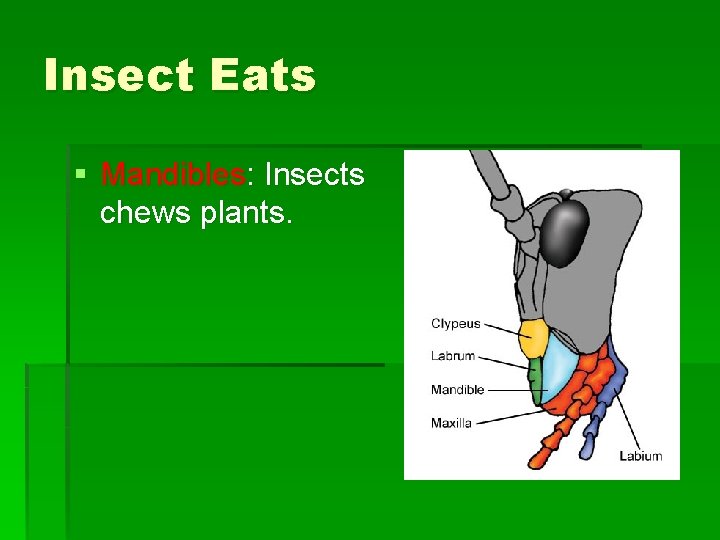 Insect Eats § Mandibles: Insects chews plants. Insect Eats § Mandibles: Insects chews plants.