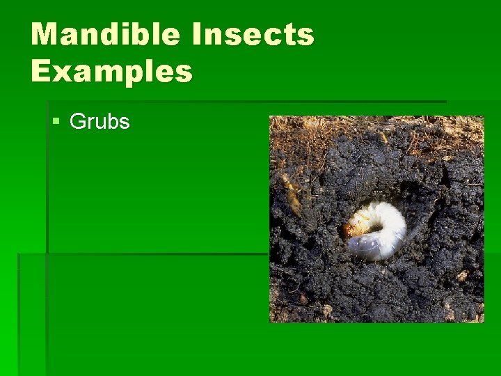 Mandible Insects Examples § Grubs Mandible Insects Examples § Grubs